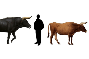 Qual é o tipo de boi já extinto no mundo? Boi auroque.