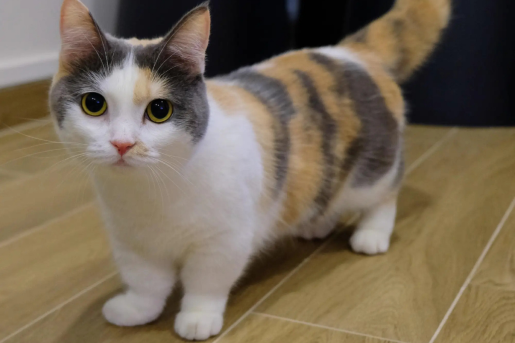 Munchkin é a Raça de Gato que Não Cresce.