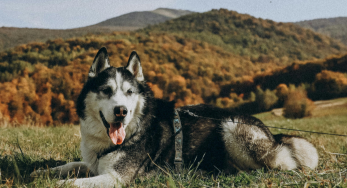O Tipo de Cachorro que Parece Lobo.