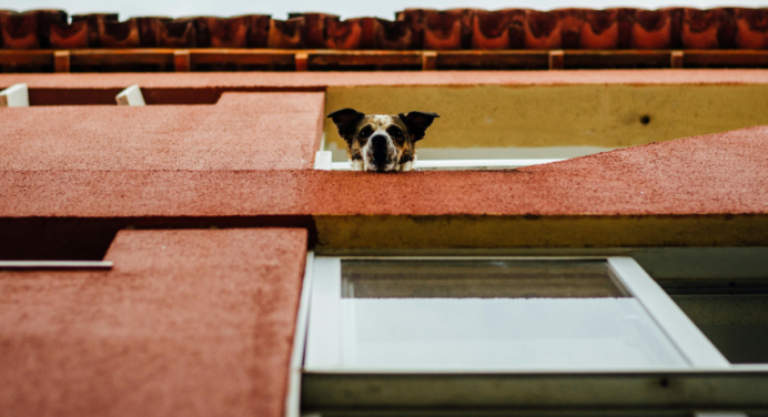 O Tamanho do Cachorro um Companheiro Ideal para Seu Espaço.