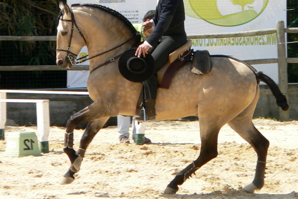 Qual o Tipo do Cavalo Lusitano.