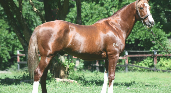 Qual é o Tipo do Cavalo Alazão.