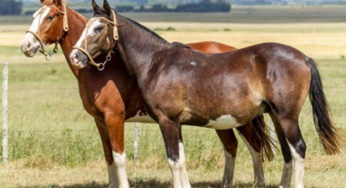 O Que é um Cavalo Picaço?