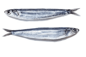 Peixe Engraulis