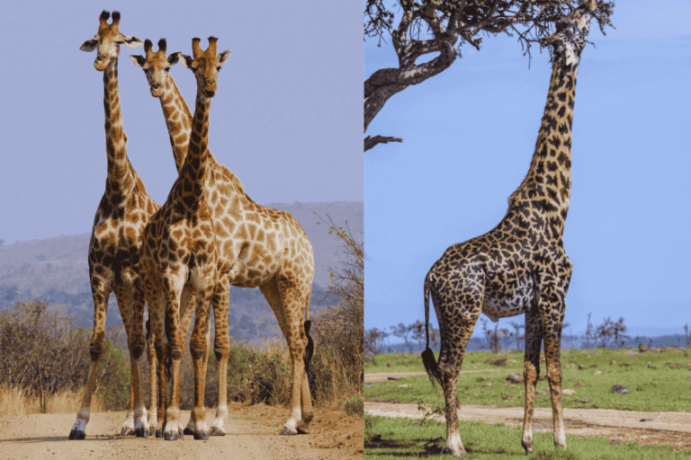 Curiosidade sobre Girafas, Foto de Girafa.